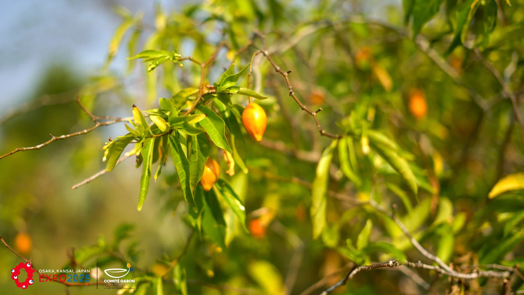 Fruits d’iboga et feuillage au Gabon
